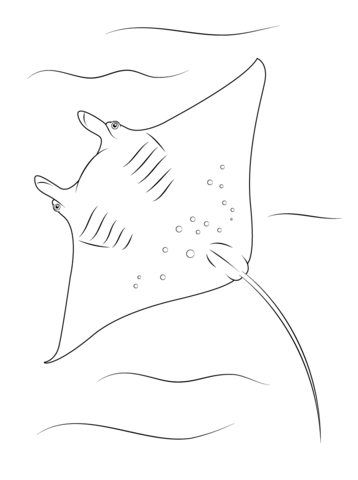 Manta Ray Underside Coloring Page